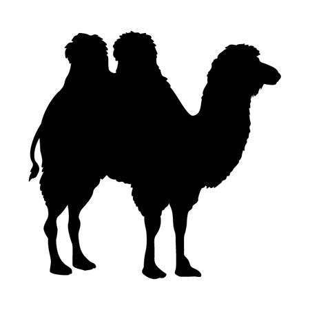 Two Humped Camel Iron on Decal